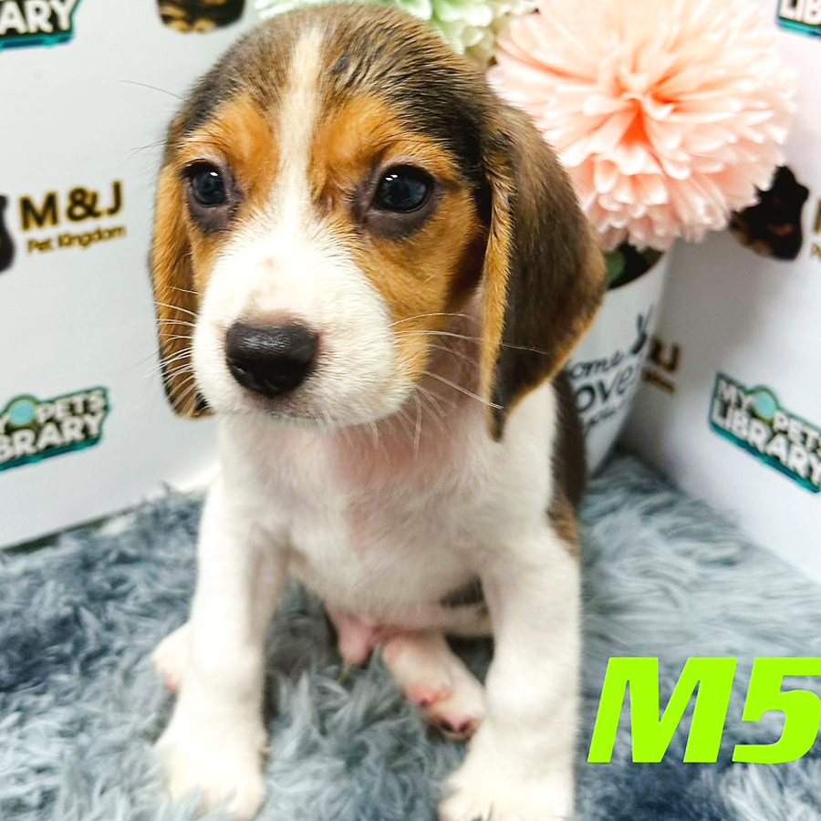 Beagle Puppy (Male) For Sale