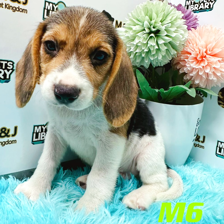 Beagle Puppy (Male) For Sale
