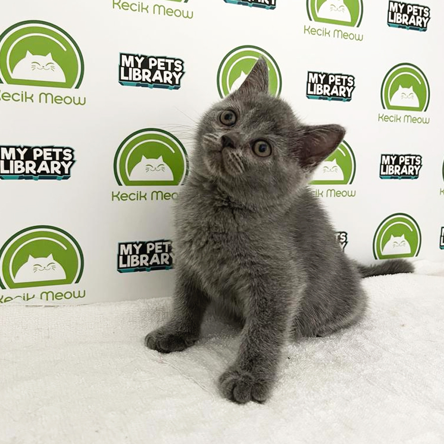 British Shorthair Kitten (Female) For Sale