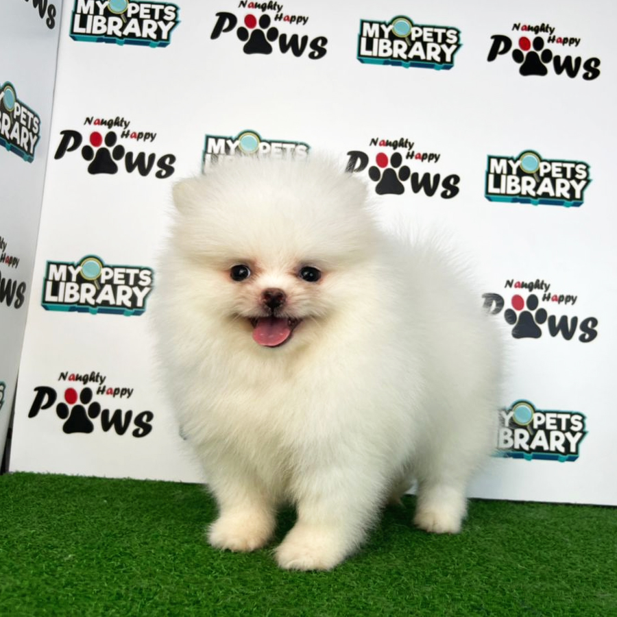 Pomeranian Puppy (Female) For Sale