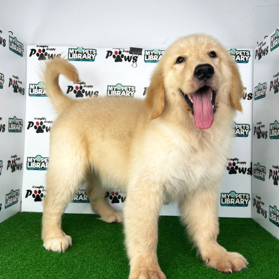 Golden Retriever Puppy (Female) For Sale