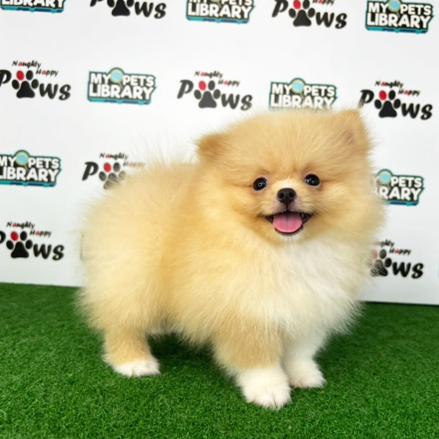 Pomeranian Puppy (Male) For Sale