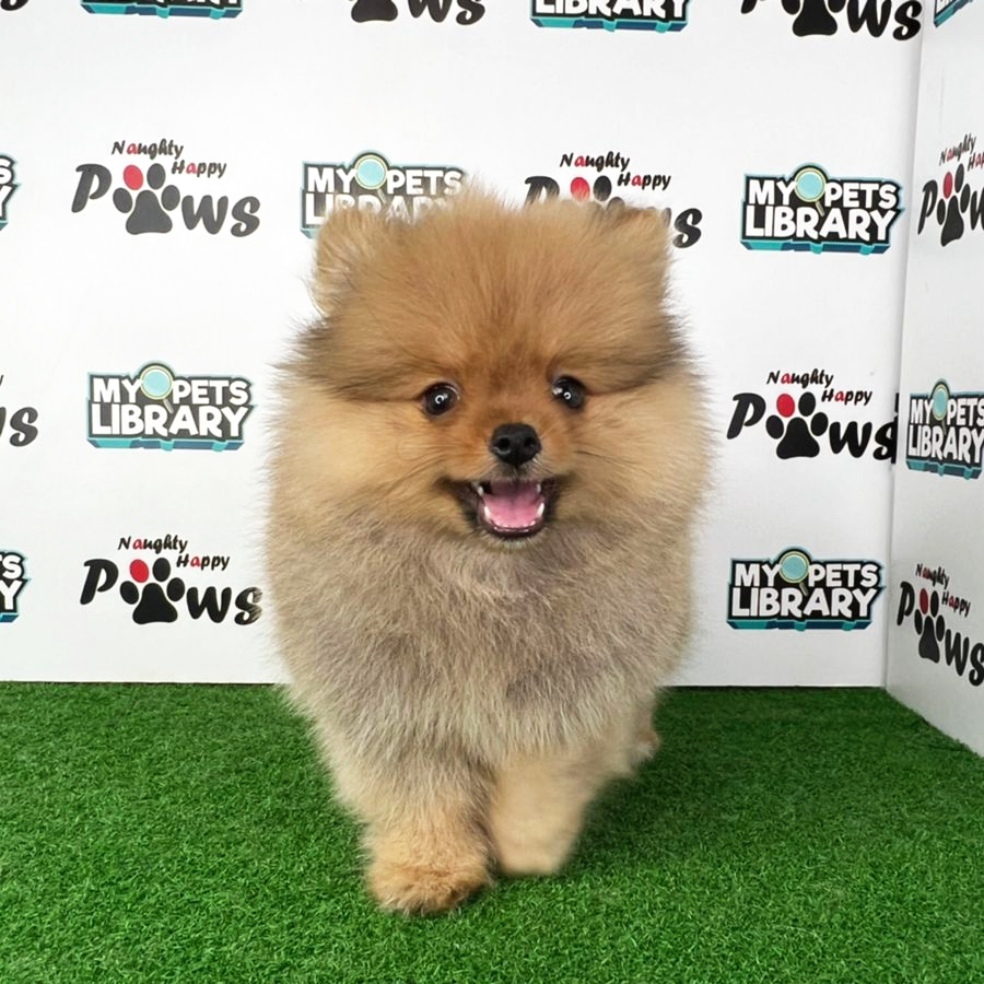 Pomeranian Puppy (Male) For Sale