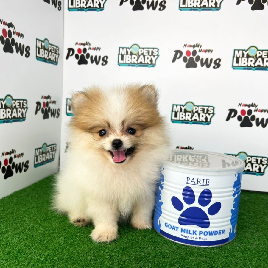 Pomeranian Puppy (Female) For Sale