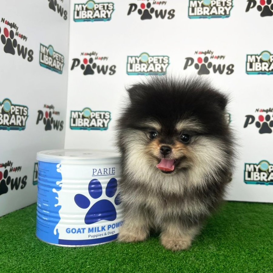 Pomeranian Puppy (Female) For Sale