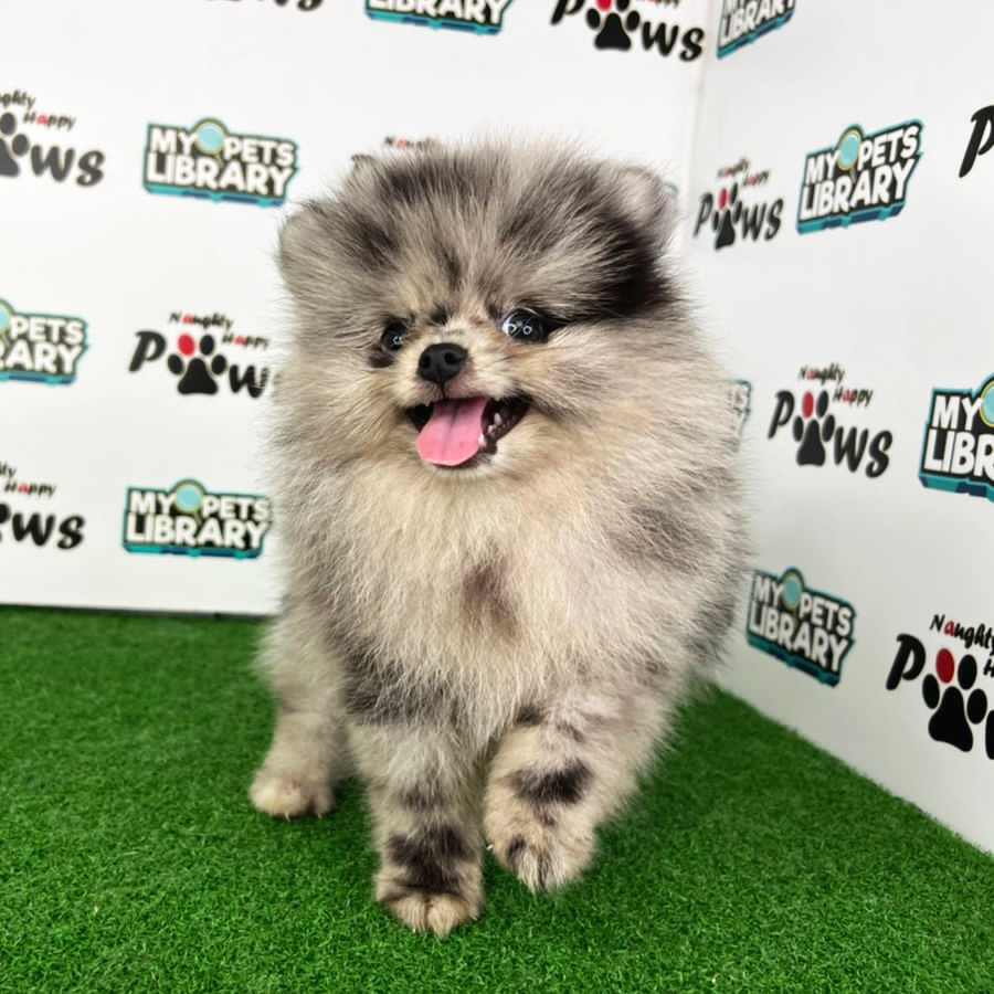 Pomeranian Puppy (Male) For Sale
