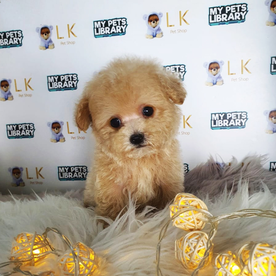 Tiny Poodle Puppy (Male) For Sale