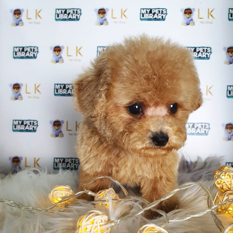 Tiny Poodle Puppy (Male) For Sale