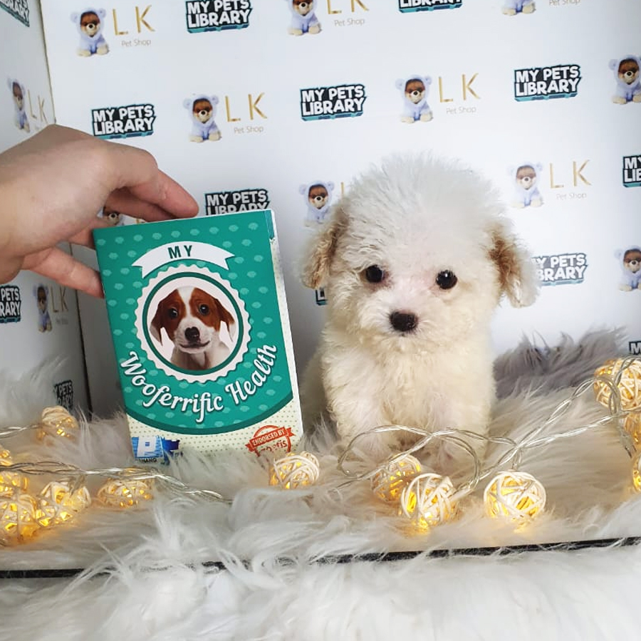 Teacup Poodle Puppy (Male) For Sale