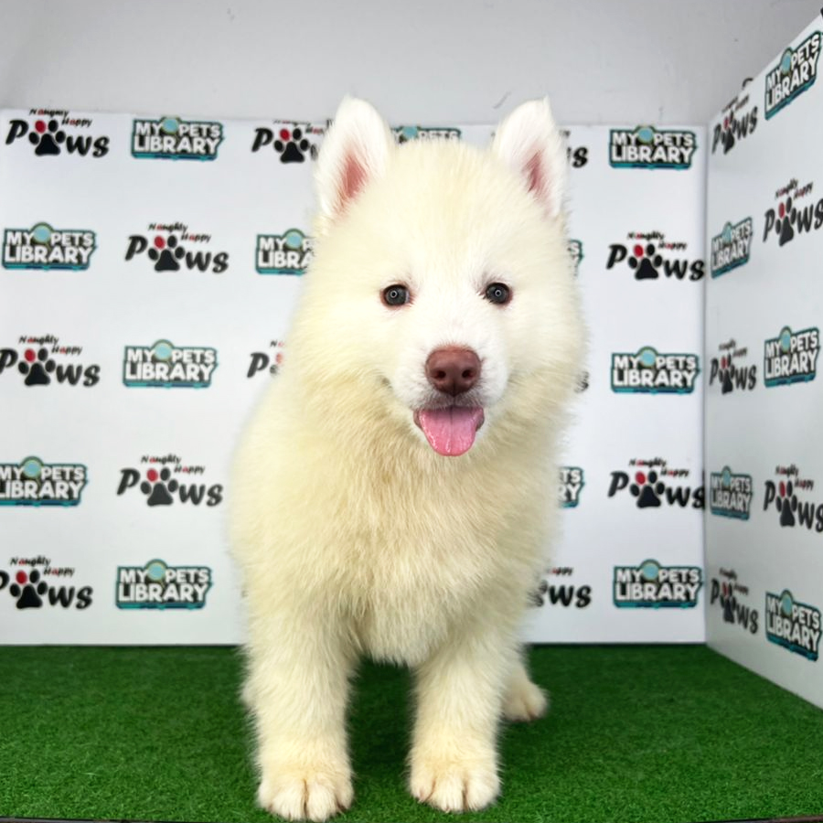 Wooly Husky Puppy (Female) For Sale