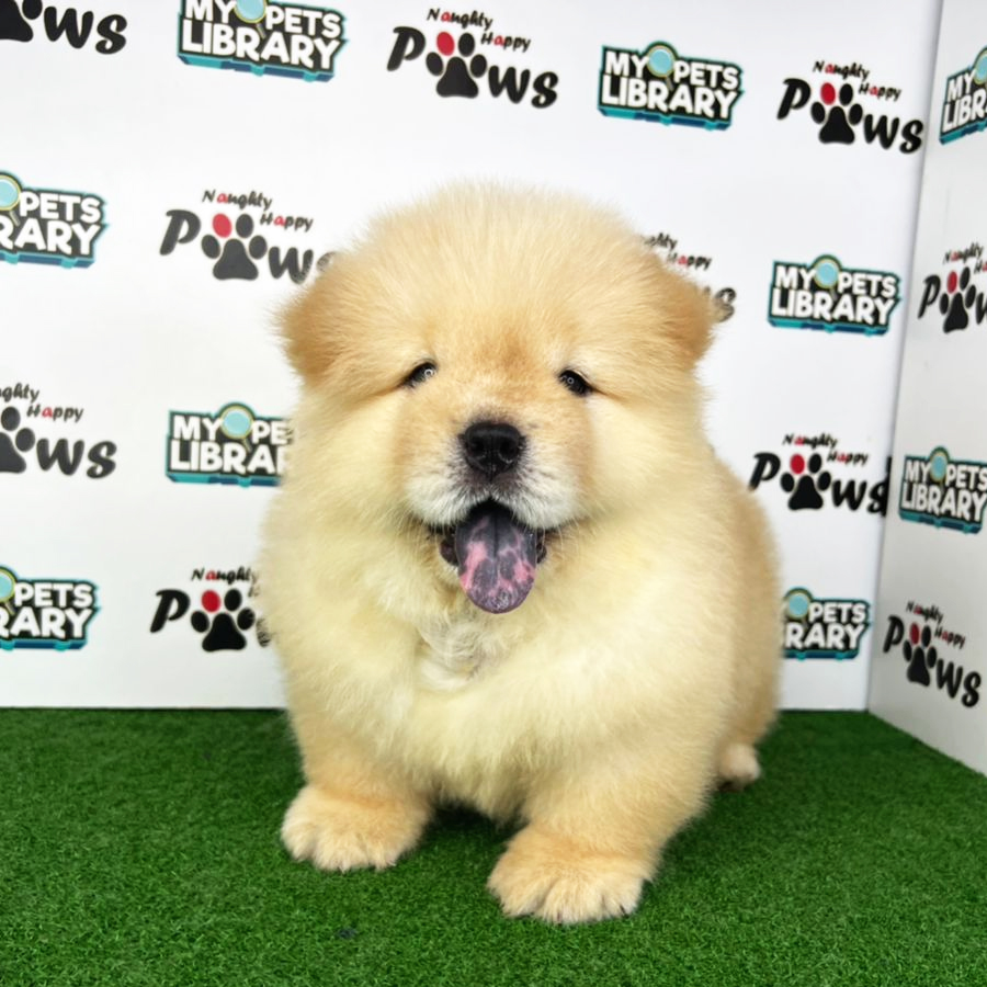 Chow Chow Puppy (Male) For Sale