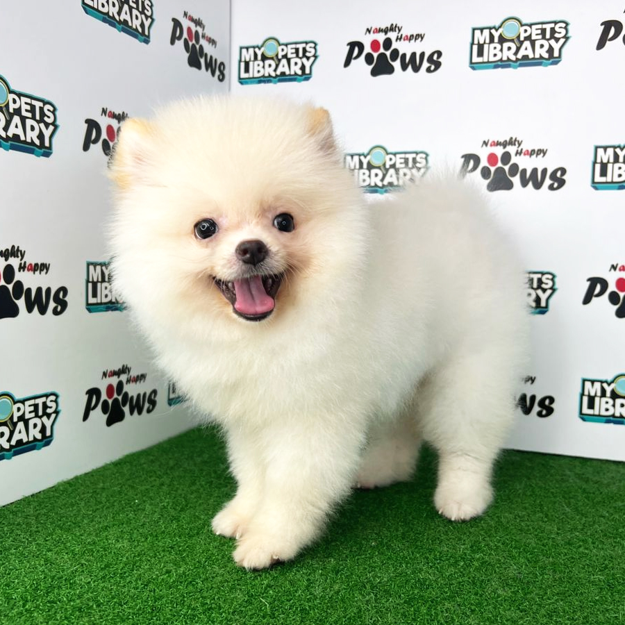 Pomeranian Puppy (Male) For Sale