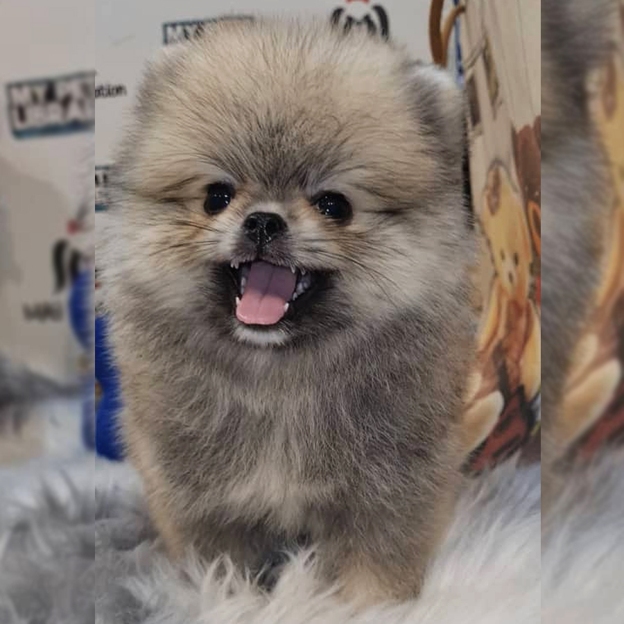Pomeranian Puppy (Male) For Sale