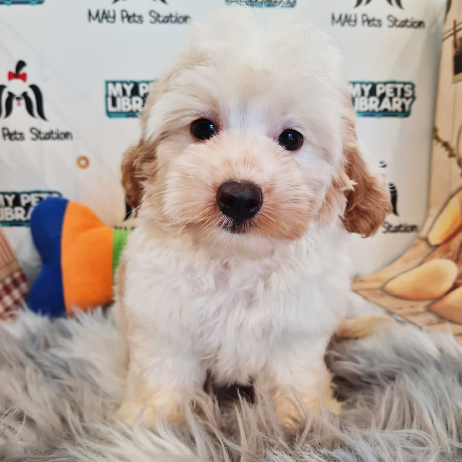 Maltipoo Puppy (Male) For Sale