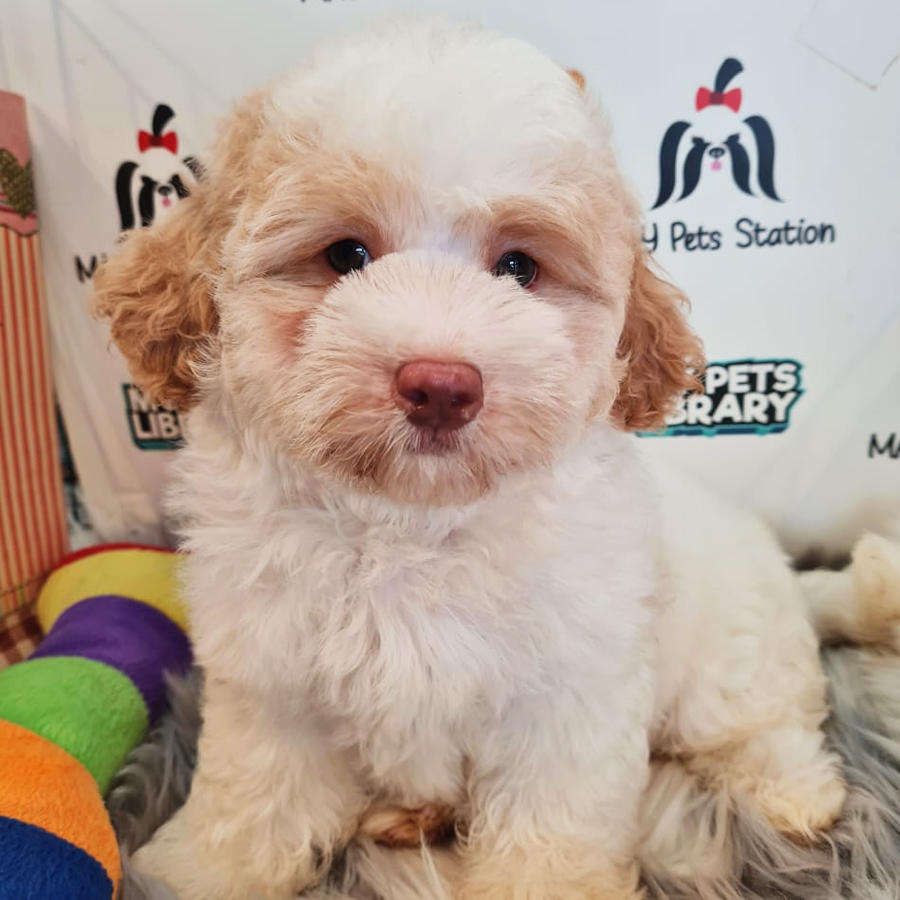 Maltipoo Puppy (Male) For Sale