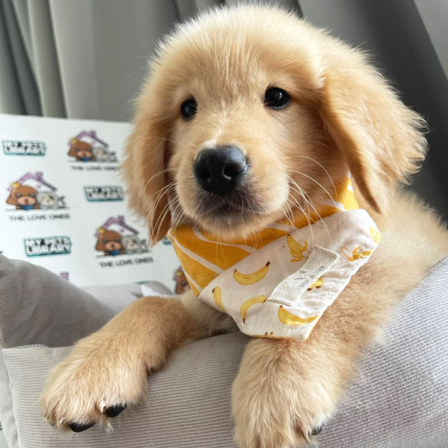 Golden Retriever Puppy (Male) For Sale