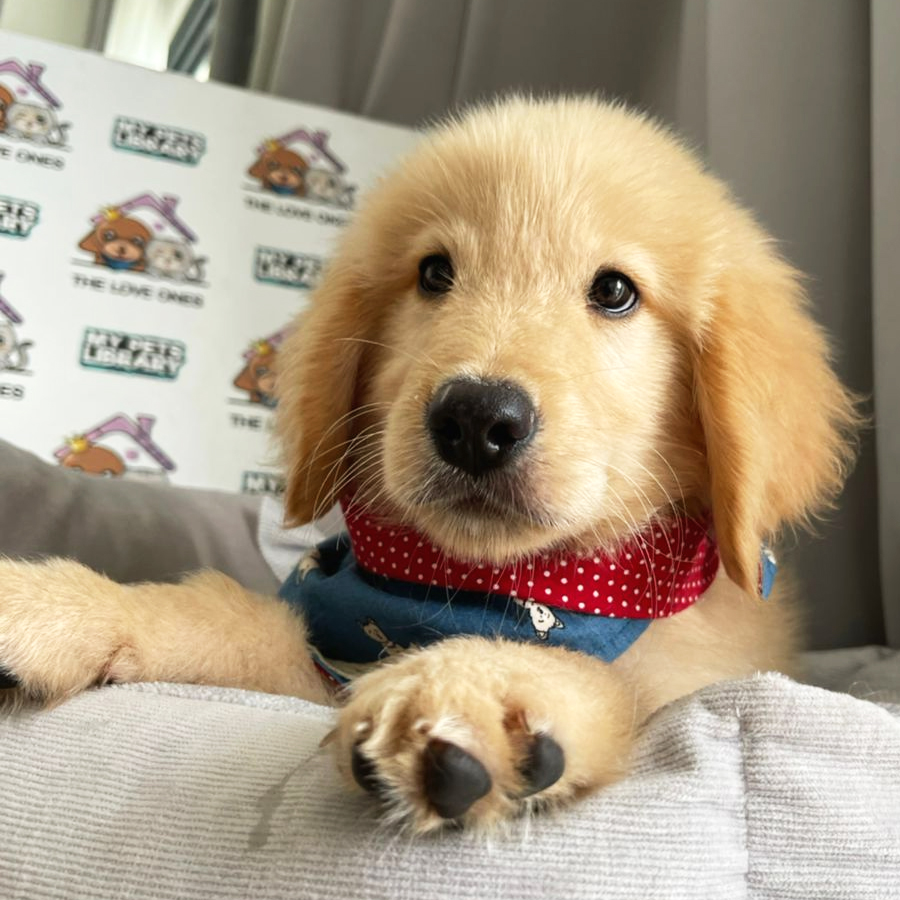 Golden Retriever Puppy (Male) For Sale