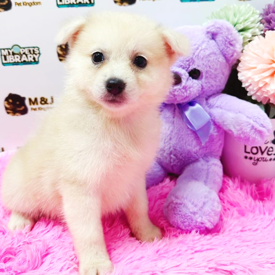 Pomsky Puppy (Female) For Sale