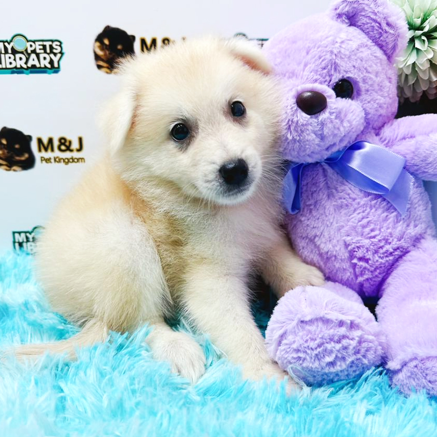 Pomsky Puppy (Male) For Sale