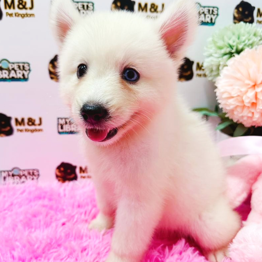 Pomsky Puppy (Female) For Sale