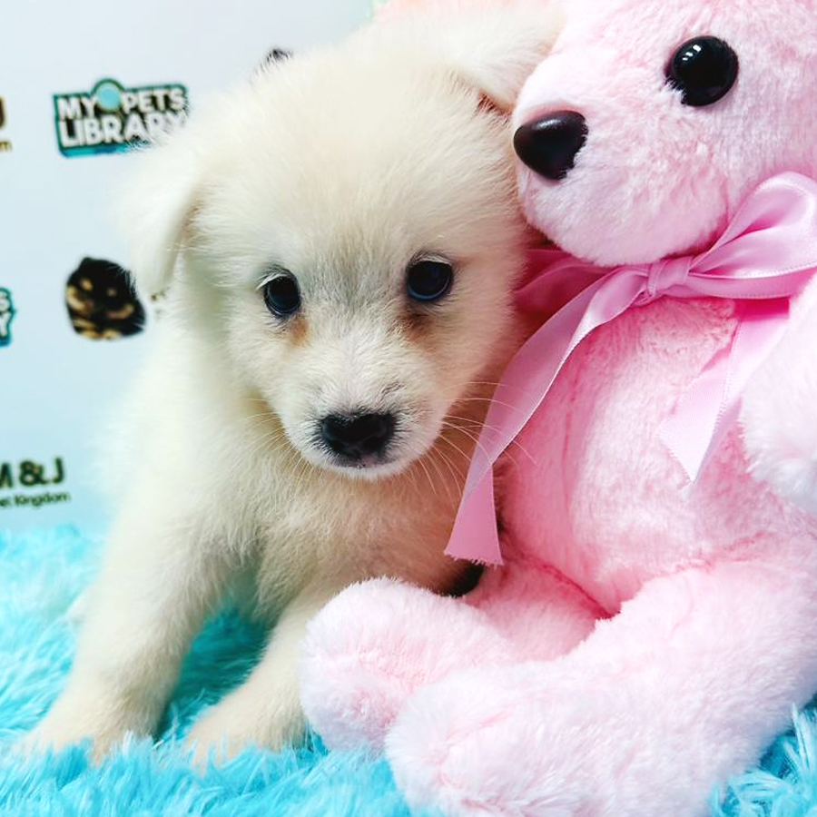 Pomsky Puppy (Male) For Sale