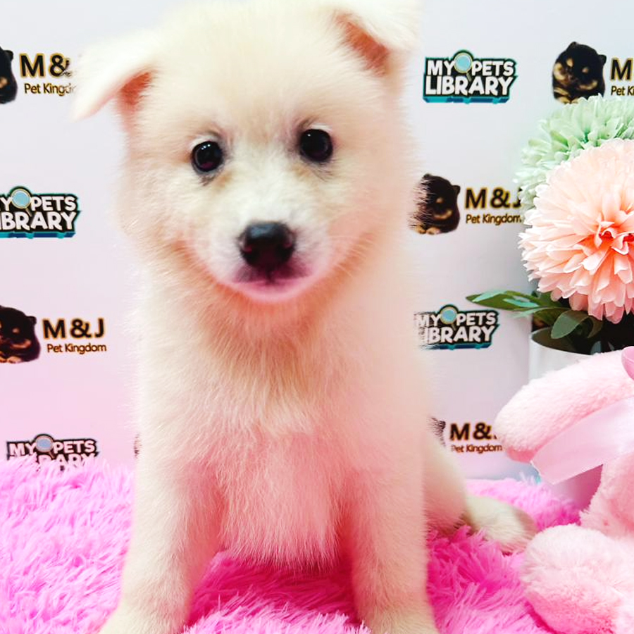 Pomsky Puppy (Female) For Sale