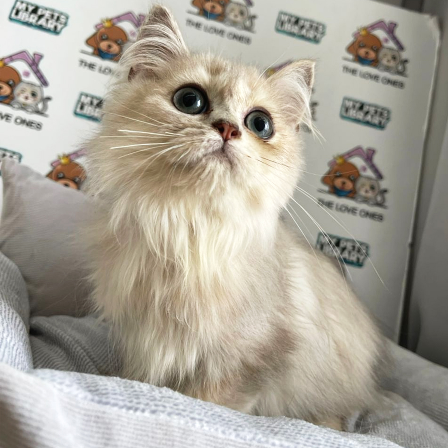 British Longhair Kitten (Male) For Sale