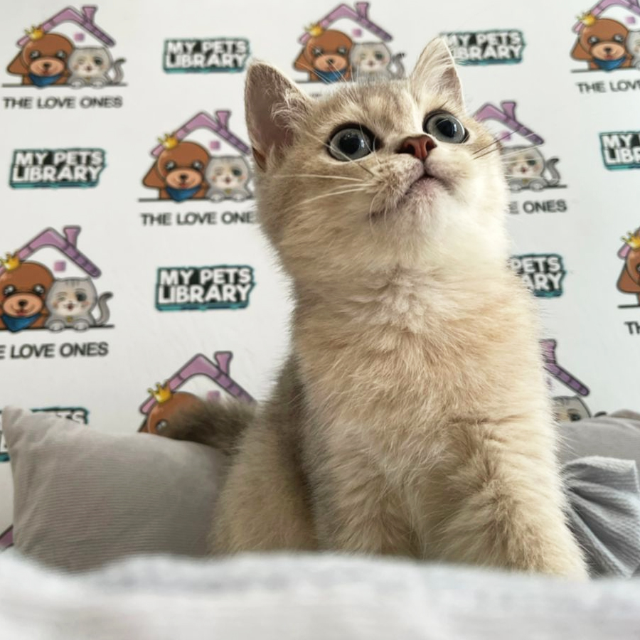 British Shorthair Kitten (Male) For Sale