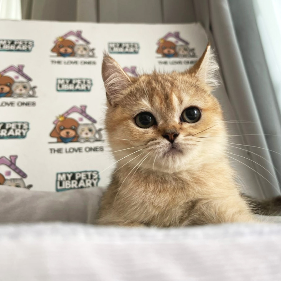 British Shorthair Kitten (Male) For Sale