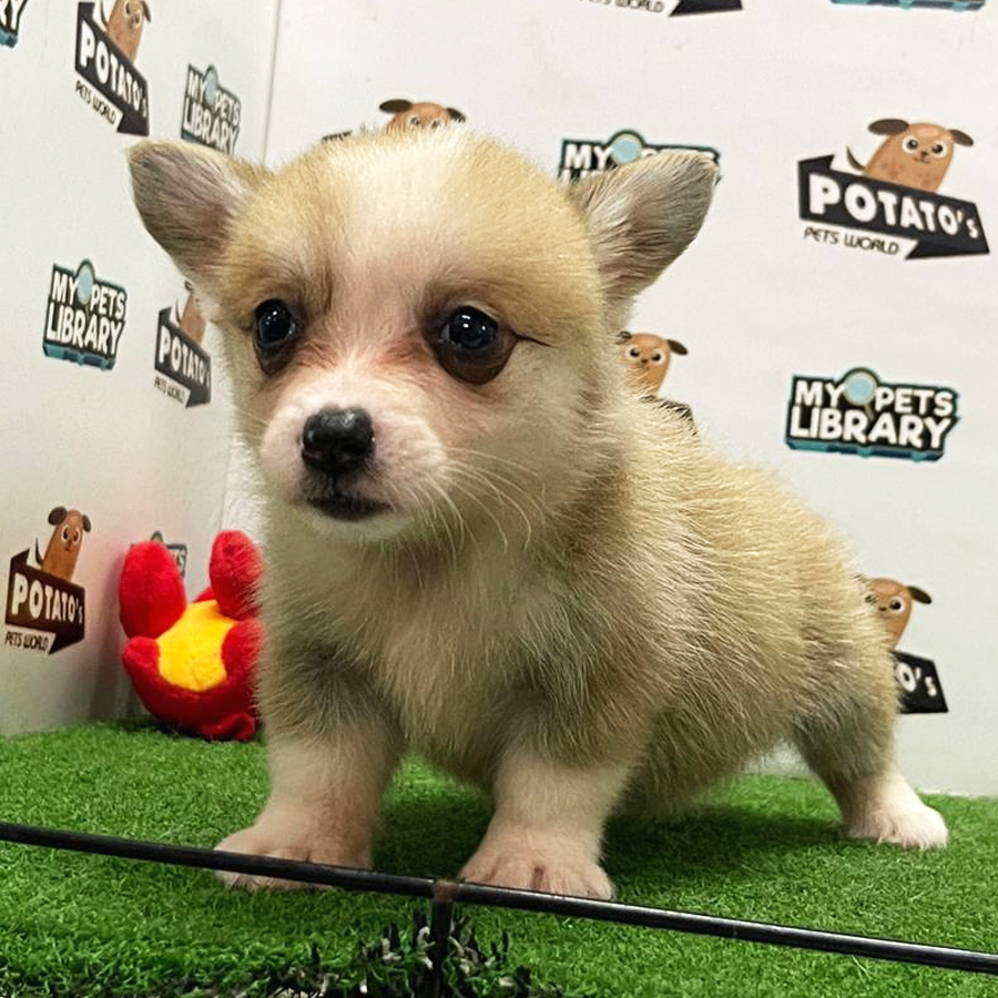 Welsh Corgi Puppy (Female) For Sale