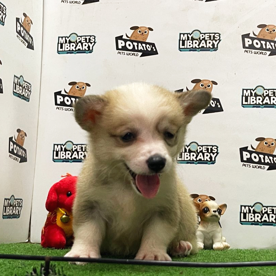 Welsh Corgi Puppy (Female) For Sale