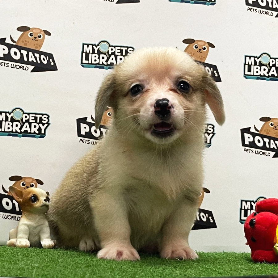 Welsh Corgi Puppy (Female) For Sale