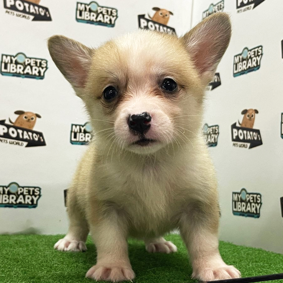 Welsh Corgi Puppy (Female) For Sale