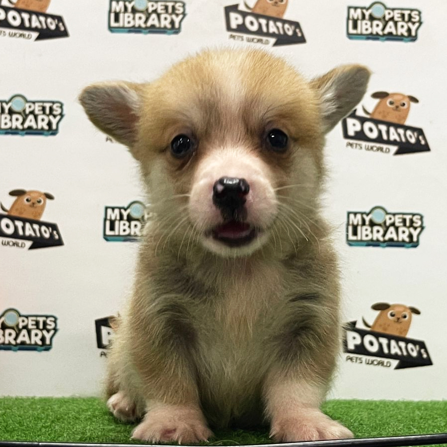 Welsh Corgi Puppy (Male) For Sale