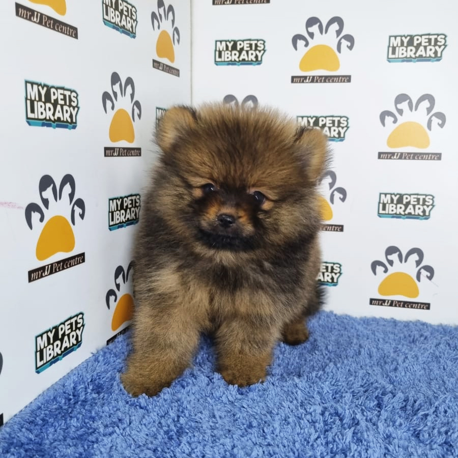 Pomeranian Puppy (Male) For Sale