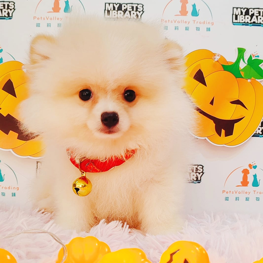 Pomeranian Puppy (Female) For Sale