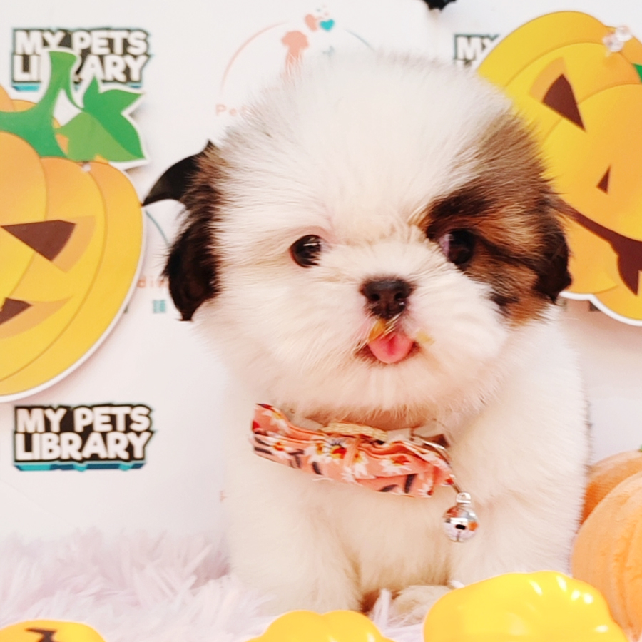 Shih Tzu Puppy (Female) For Sale
