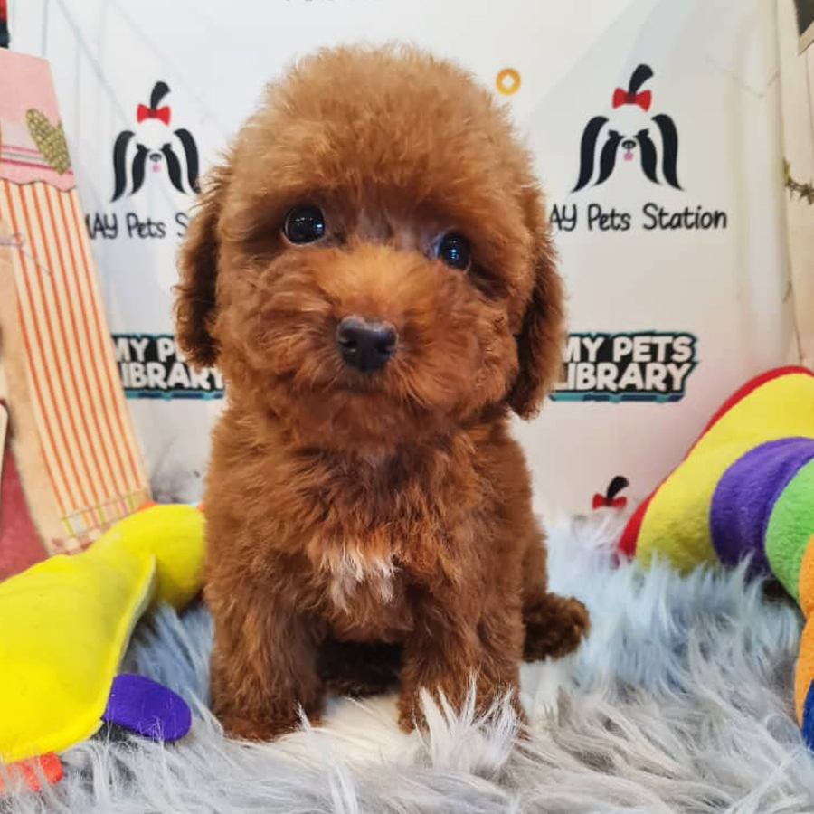 Toy Poodle Puppy (Female) For Sale