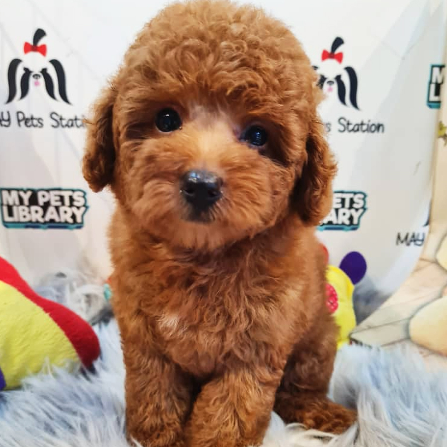 Toy Poodle Puppy (Male) For Sale