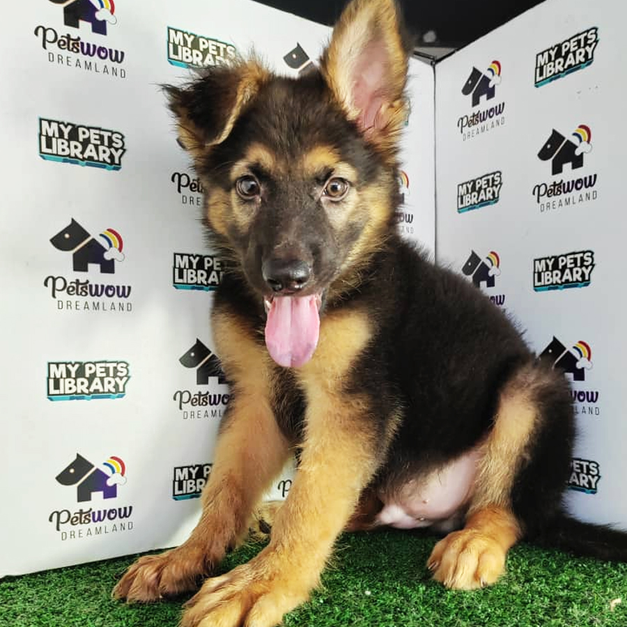German Shepherd Puppy (Male) For Sale