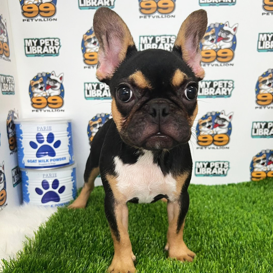 French Bulldog Puppy (Female) For Sale