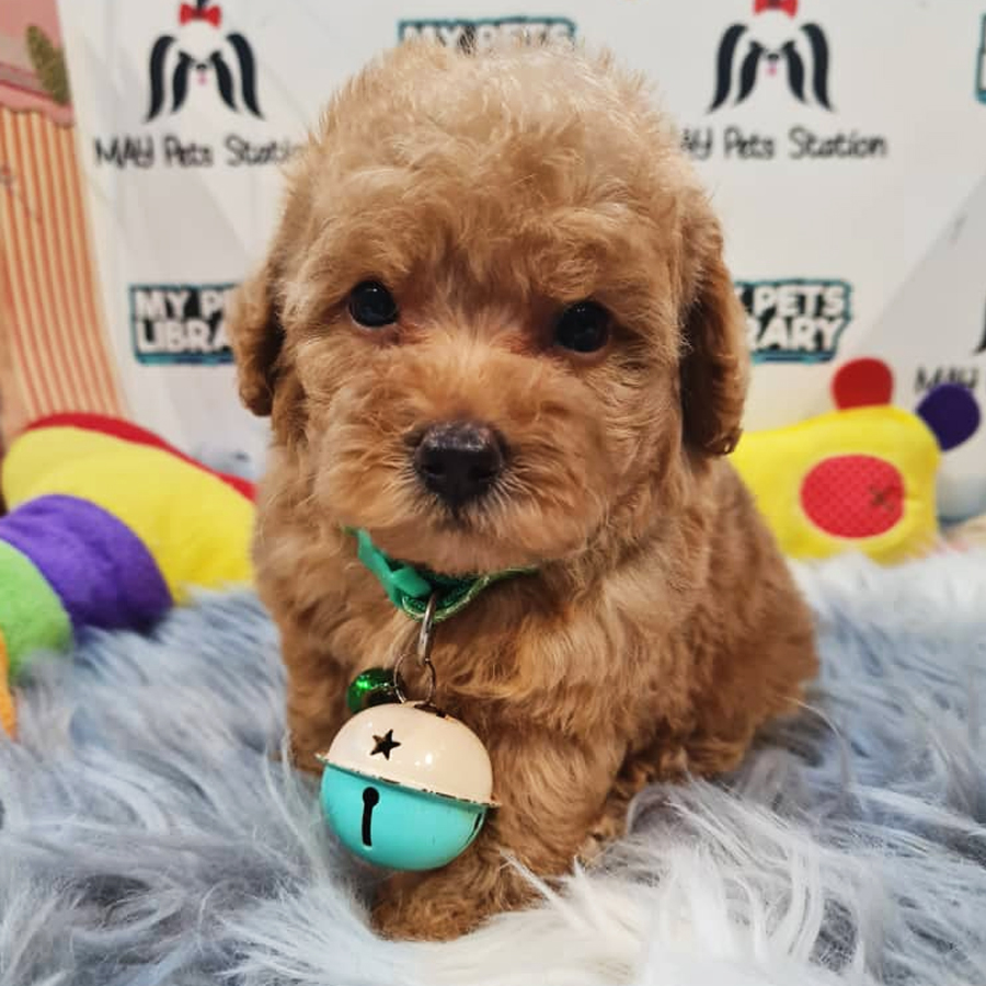 Toy Poodle Puppy (Male) For Sale