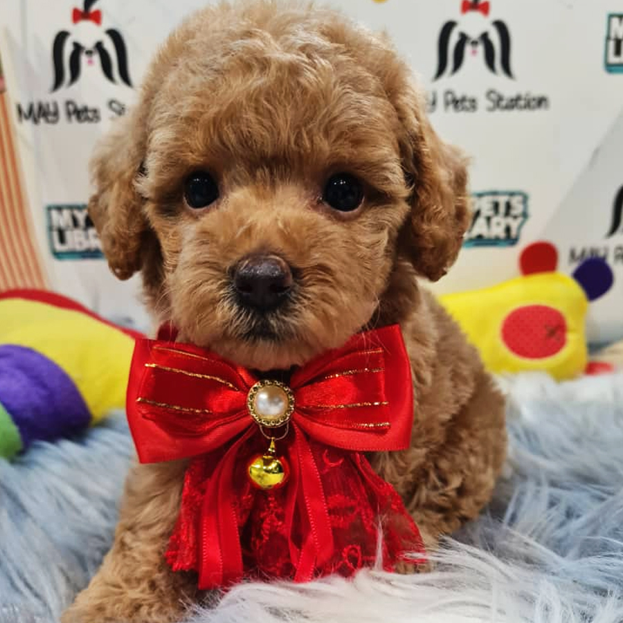 Toy Poodle Puppy (Female) For Sale