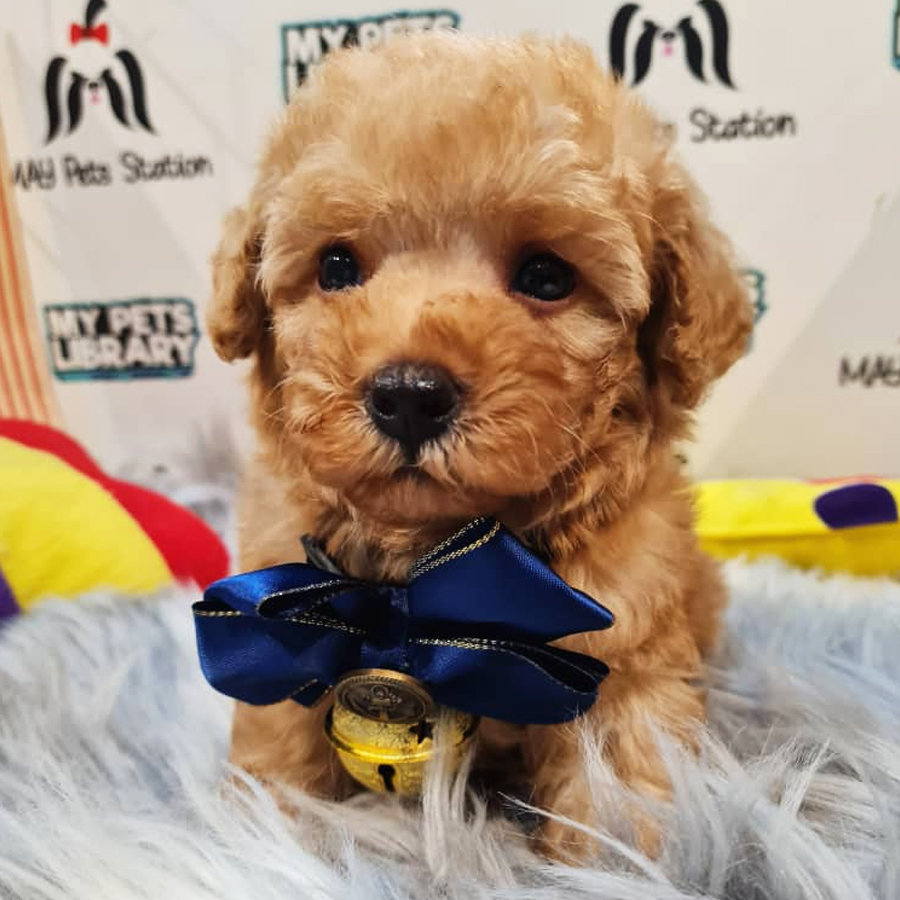 Toy Poodle Puppy (Male) For Sale