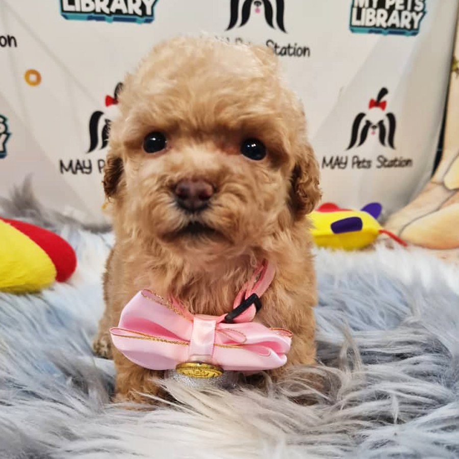 Toy Poodle Puppy (Female) For Sale