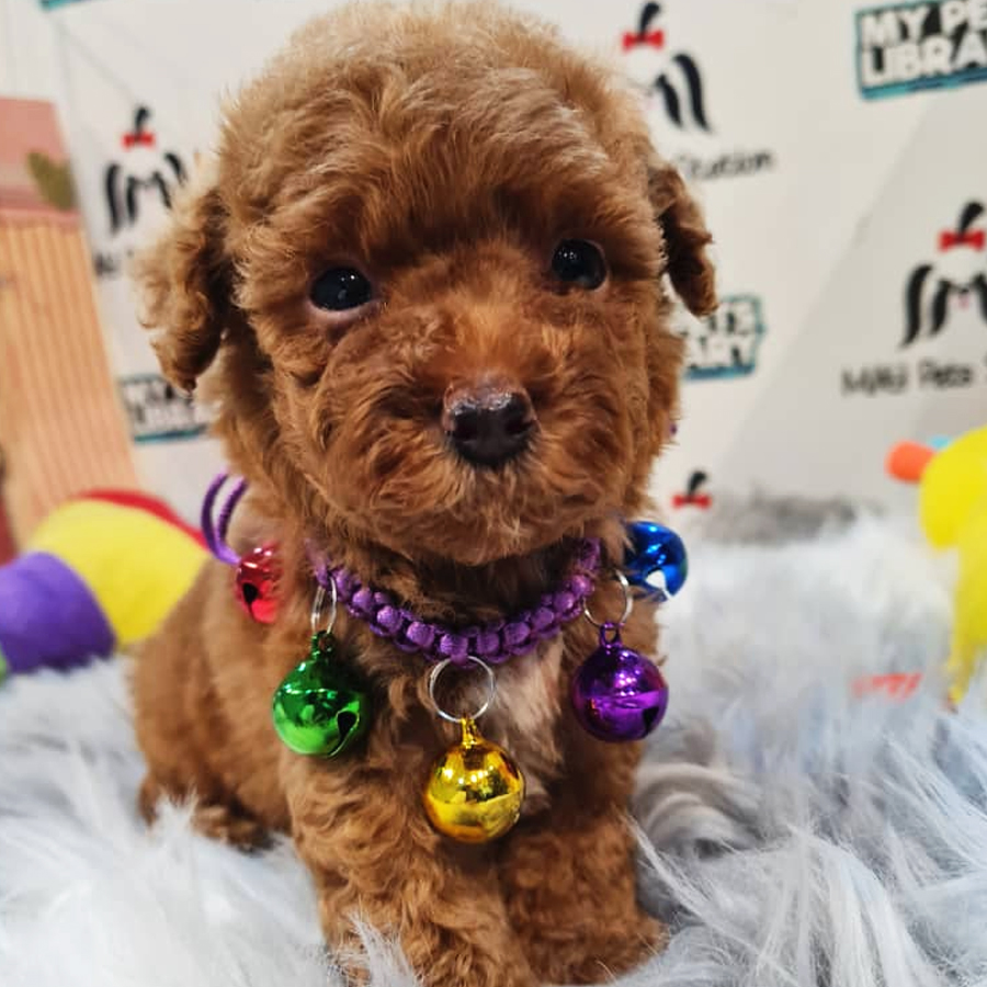 Toy Poodle Puppy (Male) For Sale
