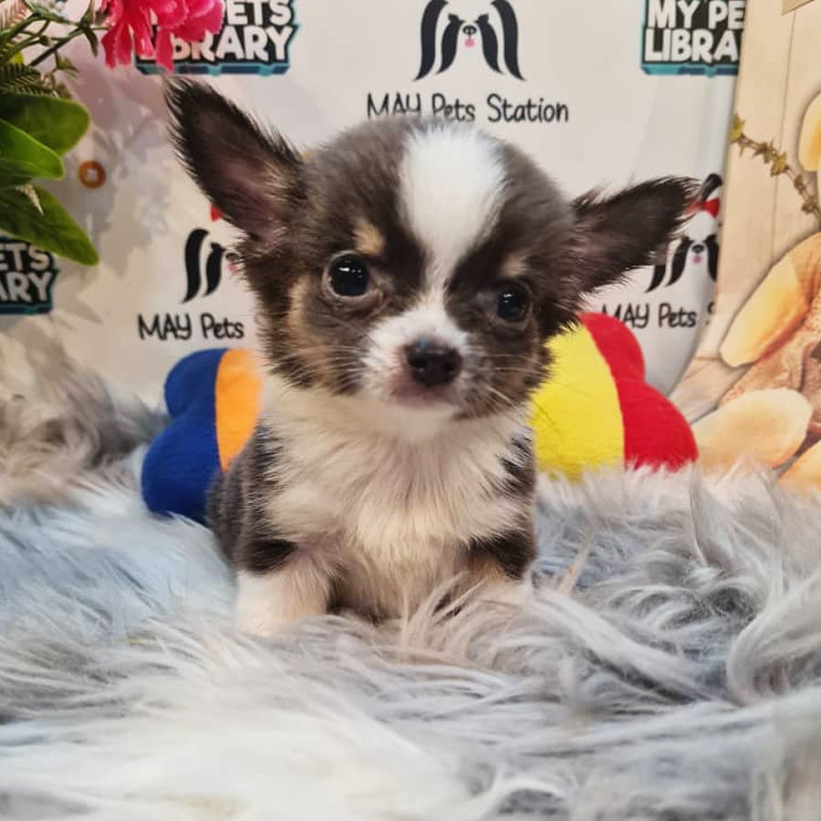Longcoat Chihuahua Puppy (Female) For Sale