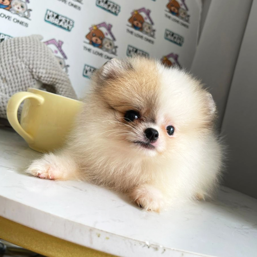 Tiny Pomeranian Puppy (Female) For Sale