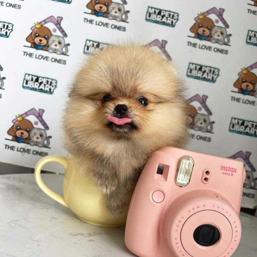 Teacup Pomeranian Puppy (Female) For Sale