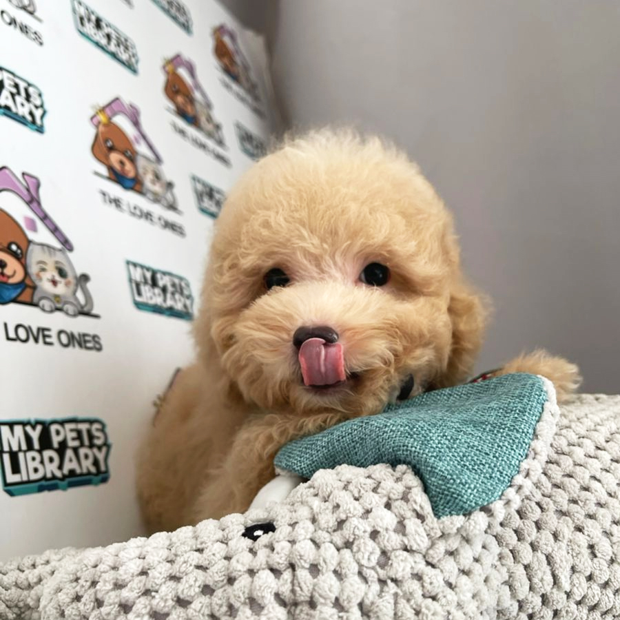 Toy Poodle Puppy (Male) For Sale